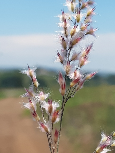 Natal Grass