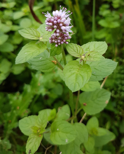 watermint