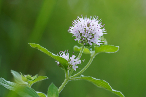 watermint