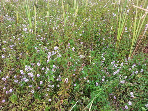 watermint