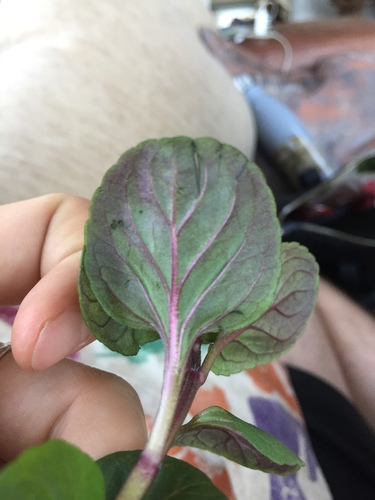 watermint
