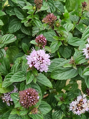 watermint