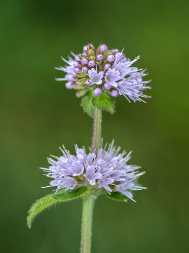 watermint
