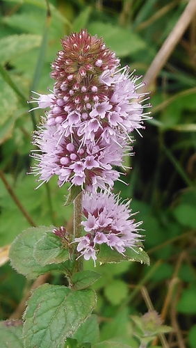 watermint