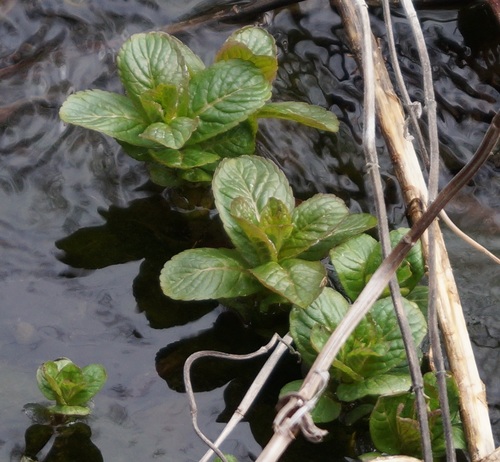 watermint