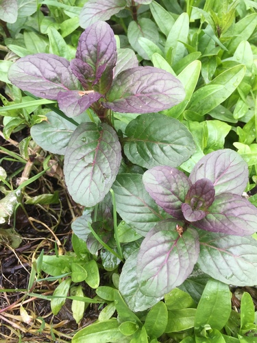 watermint