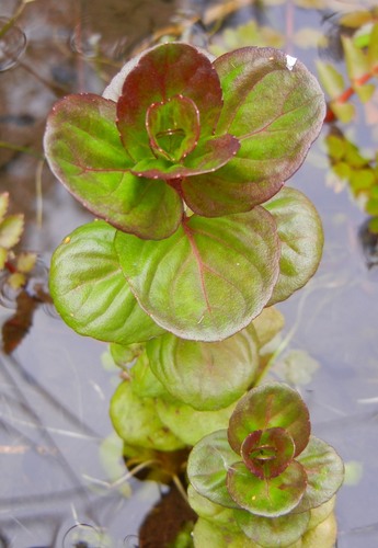 watermint