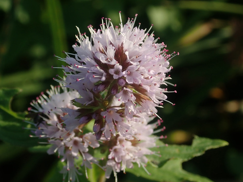 watermint