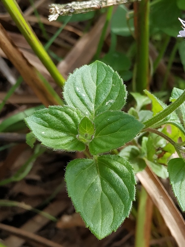 watermint