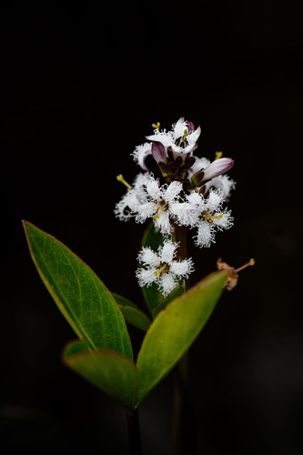 Bogbean