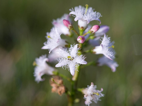 Bogbean