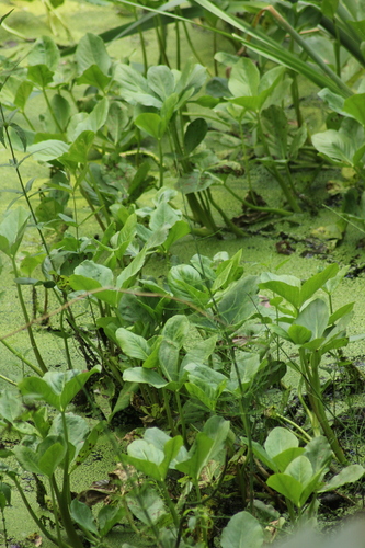 Bogbean