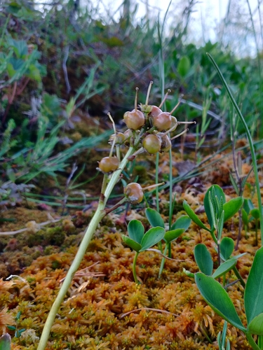 Bogbean