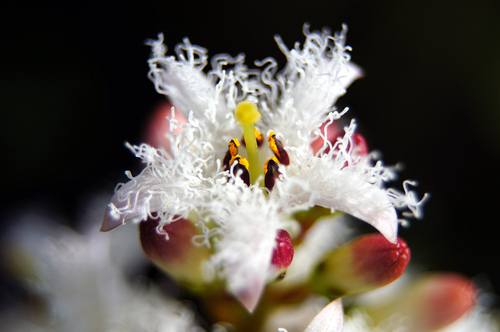 Bogbean