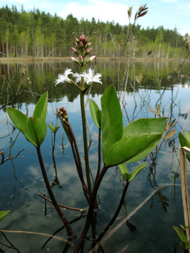 Bogbean