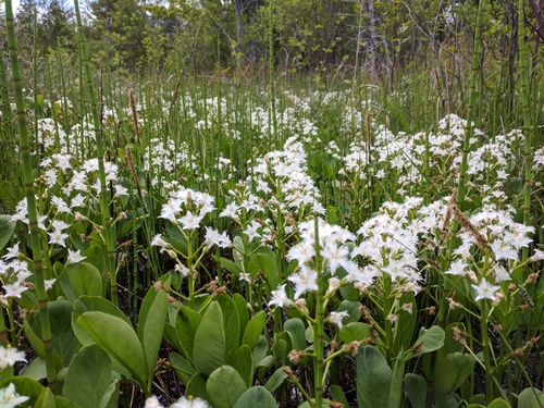 Bogbean