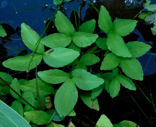 Bogbean