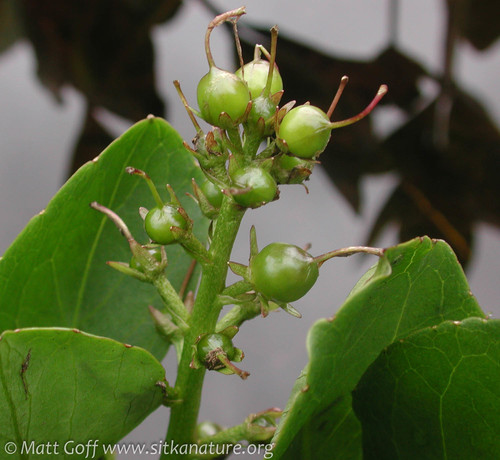 Bogbean
