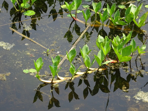 Bogbean