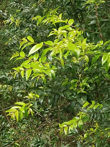 myrtle