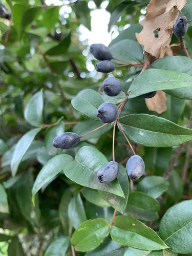 myrtle