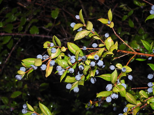 myrtle