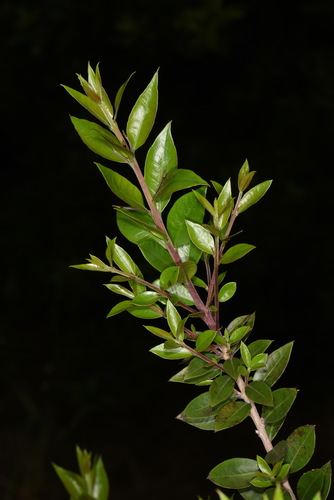myrtle