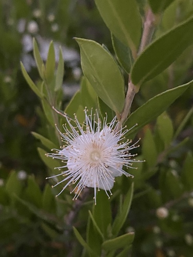 myrtle