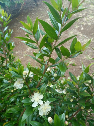 myrtle