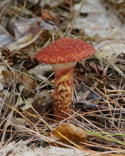 Painted Suillus