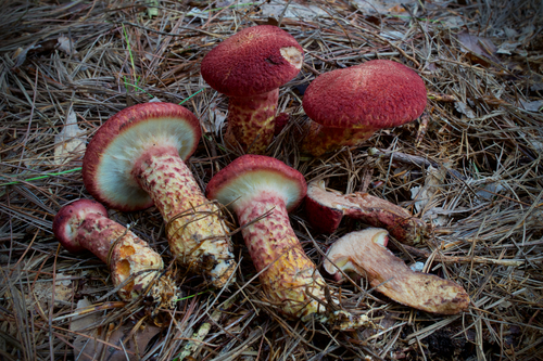 Painted Suillus