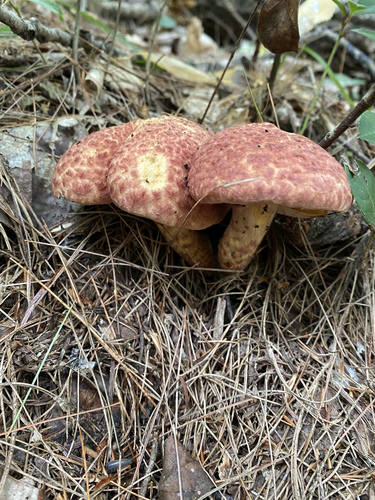 Painted Suillus