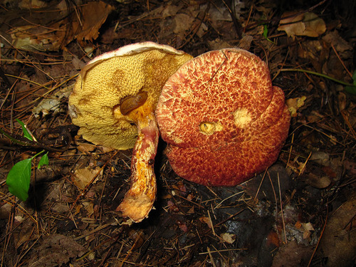Painted Suillus