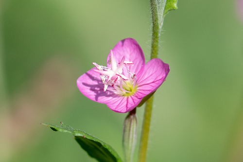 rose evening primrose