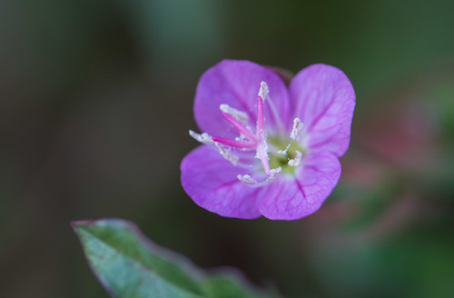 rose evening primrose