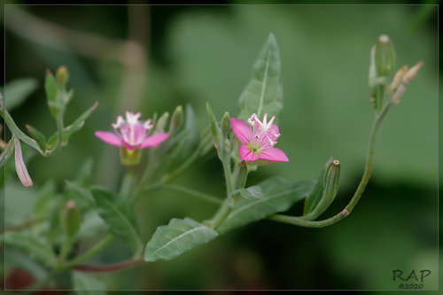 rose evening primrose