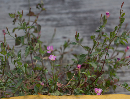 rose evening primrose