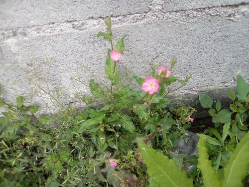 rose evening primrose