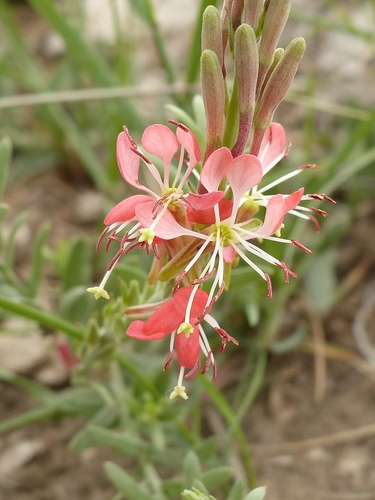 Scarlet Beeblossom