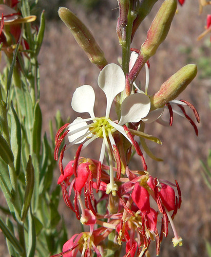 Scarlet Beeblossom