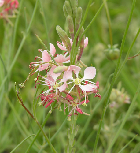 Scarlet Beeblossom