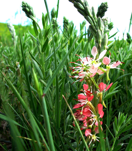 Scarlet Beeblossom
