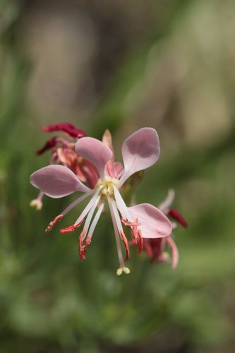 Scarlet Beeblossom
