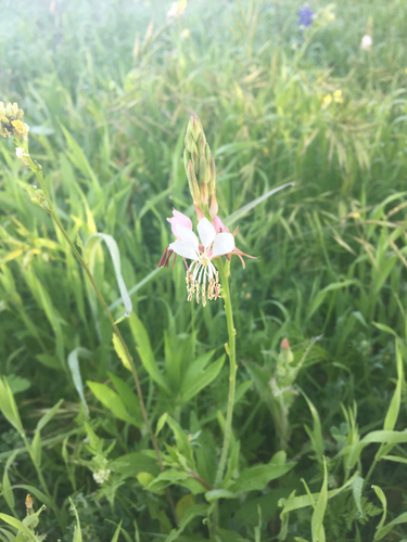 Scarlet Beeblossom