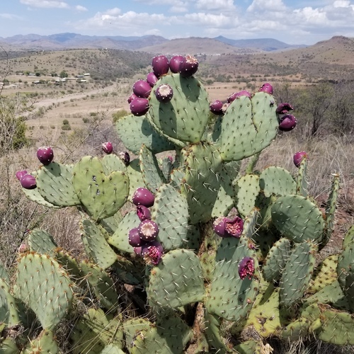 Engelmann's Pricklypear
