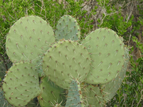 Engelmann's Pricklypear