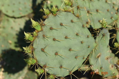 Engelmann's Pricklypear