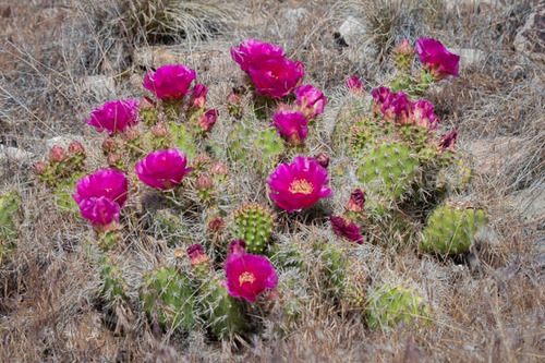 Plains Pricklypear