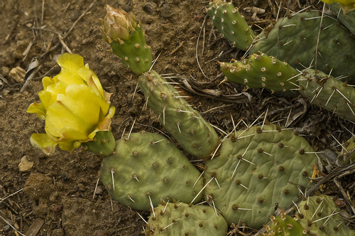 Plains Pricklypear