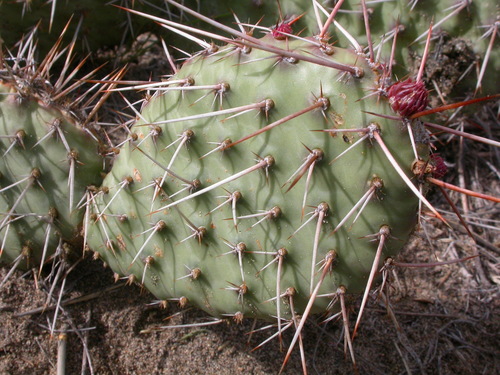 Plains Pricklypear